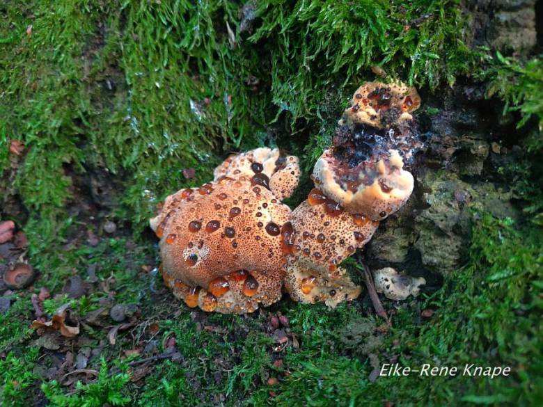 Pseudoinonotus dryadeus (Pers.) T. Wagner & Fisch. 2001 Fliegenpilz